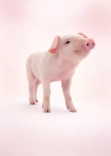 Porcine